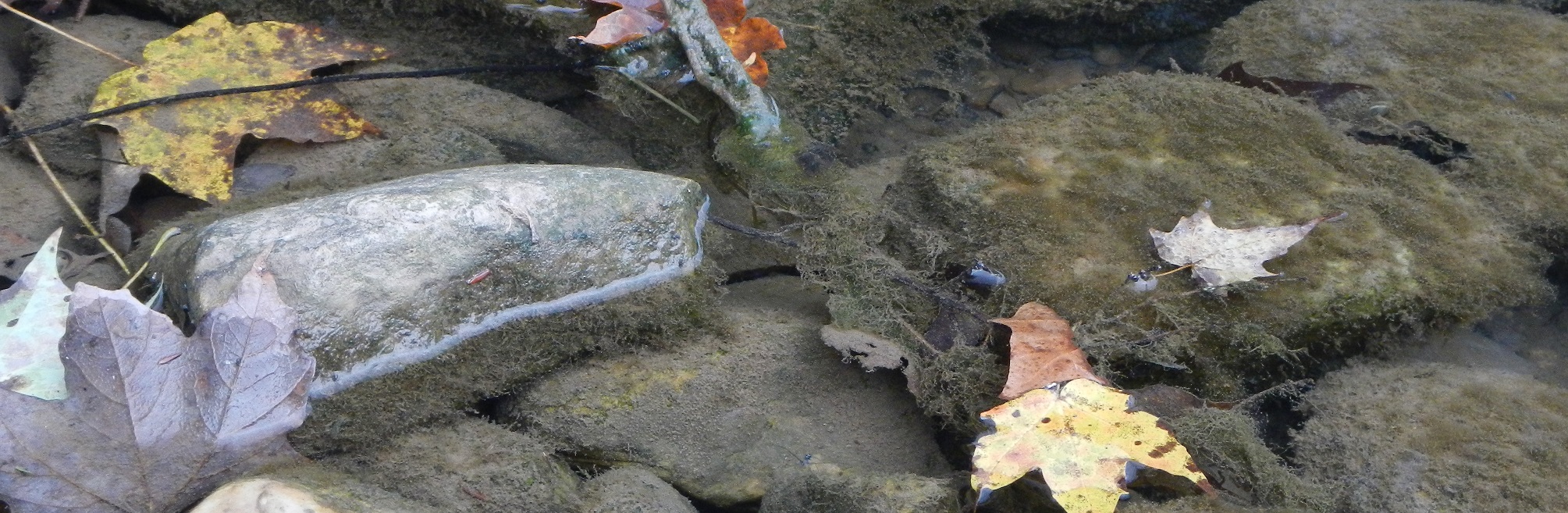 A close-up of a shallow stream with fall leaves floating.