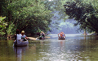 Three people in canoes in a river with overhanging trees. They are facing away from the camera, paddling downstream.