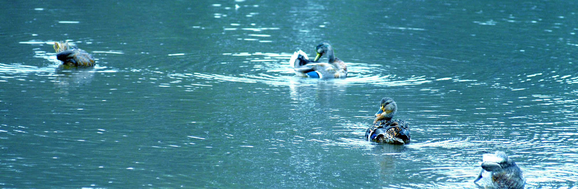 Calm, blue waters with several ducks floating.