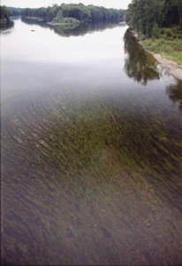 A healthy bed of submerged aquatic vegetation