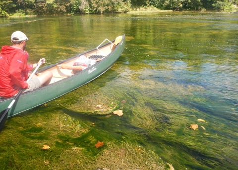 A man in a canoe in a shallow river. Filamentous algae covers the bottom of the river.