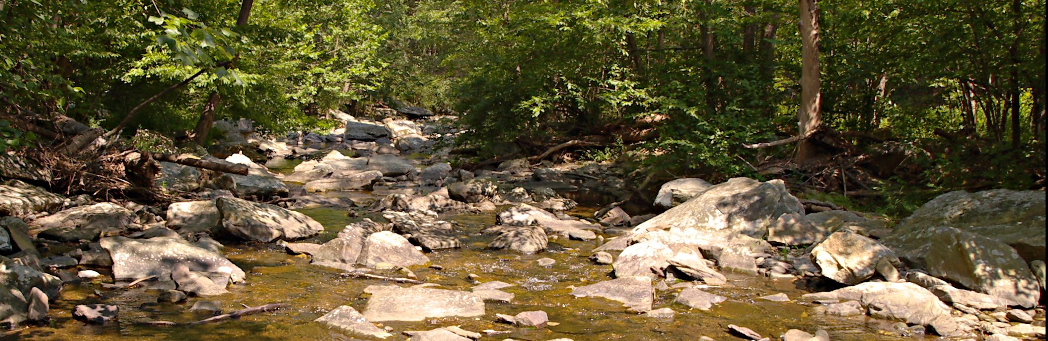 A shallow, rocky creek with trees hanging over the banks.