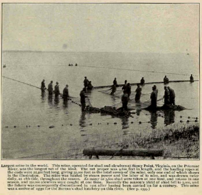 A photo of a black and white newspaper picture showing a dozen men standing off the bank of the Potomac River. The men are holding a very large fishing net.