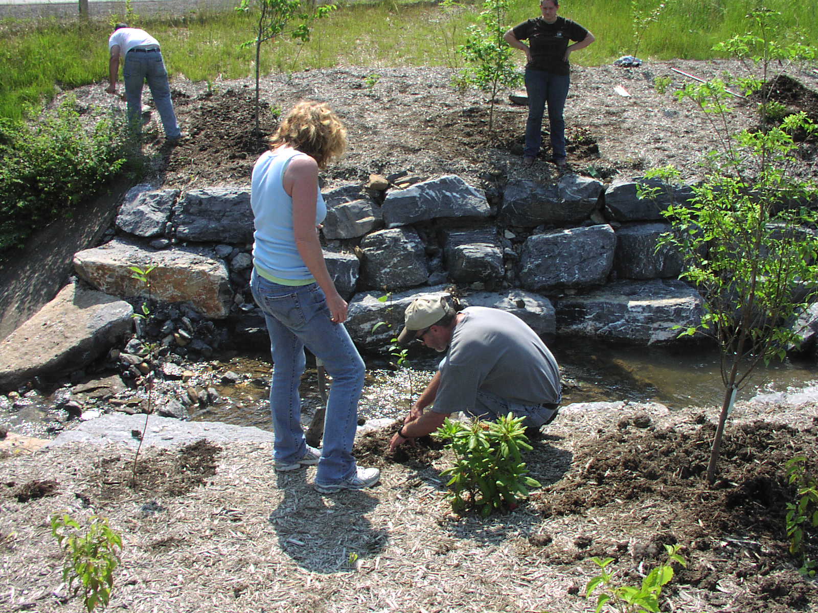 A woman stands over a man who is kneeling to plant a tree next to a stream. The stream was recently restored with large boulders and many new trees.