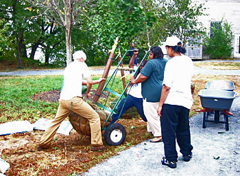 Several volunteers struggling with a large tree on a dolly.
