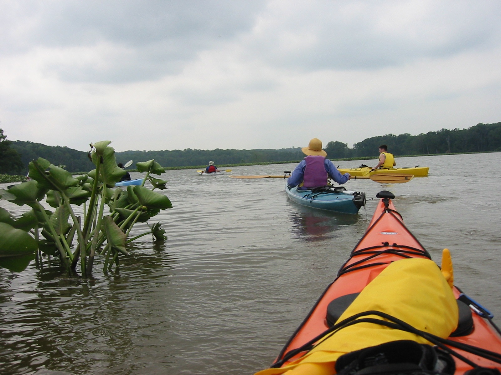 Picture taken in the Potomac River from the seat of a kayak showing additional kayakers in the front
