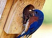 An image of a bluebird at the opening of a birdhouse.