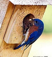 An image of a bluebird at the opening of a birdhouse.