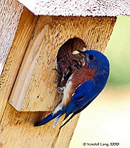 An image of a bluebird at the opening of a birdhouse.
