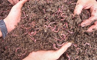 Two hands holding dirt with lots of wiggling red worms in it.