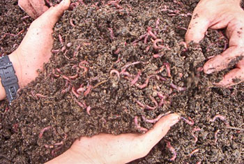Two hands holding dirt with lots of wiggling red worms in it.
