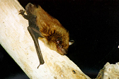 bat