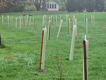 A lawn with dozens of tree tubes with freshly planted trees.