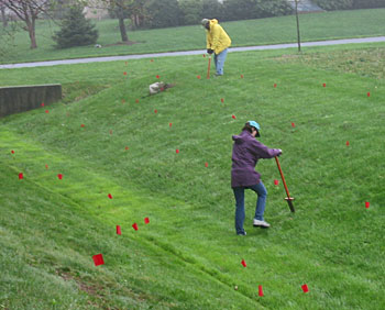 A lawn with red flags placed in several areas to mark where trees will be planted.