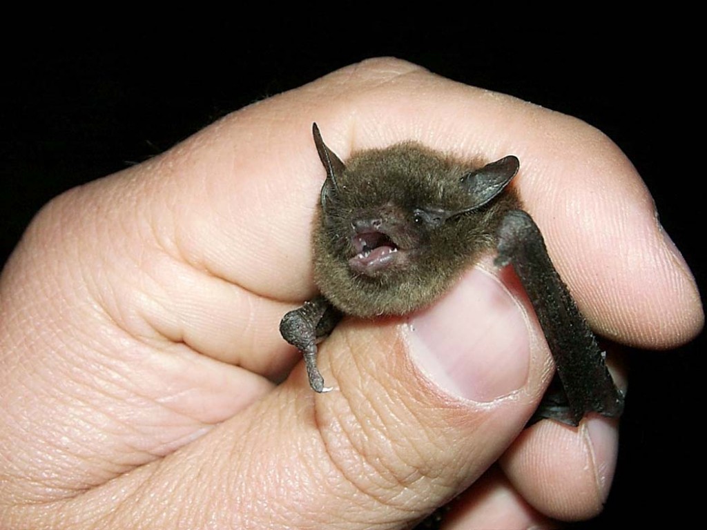Build A Bat Box Icprb Interstate Commission On The Potomac River Basin