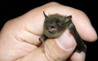 An image of a bat.