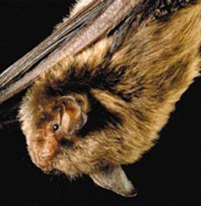 An image of a bat.