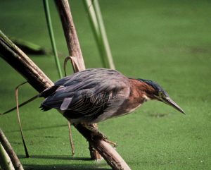 greenheron