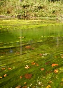 A photo of a river with the river bottom covered in filamentous algae.