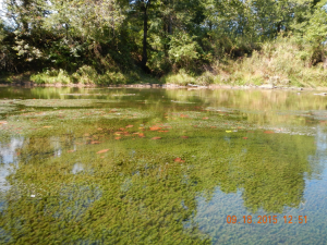 A photo of a river with the river bottom covered in submerged aquatic vegetation.