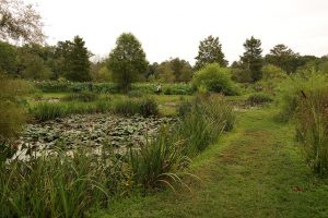 A pond with aquatic flowers next to a walking path.