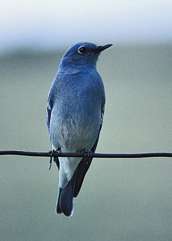 A bluebird sitting on a wire.