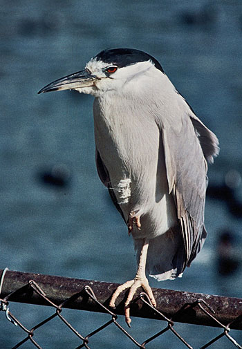 A night heron with one leg up, standing on a log.