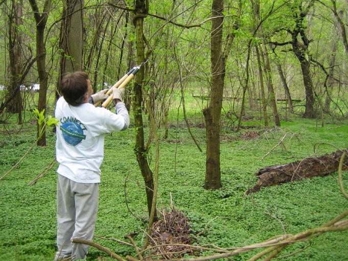 A man with a pair of clippers in the forest about to cut down the vine of an invasive species.