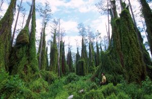 A large stand of kudzu, an invasive species