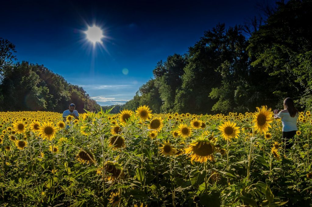 Family taking photos among a field of sunflowers. 