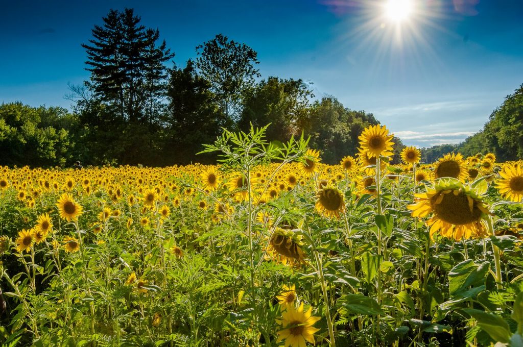 Flowers at McKee-Bashers Wildlife Management Area