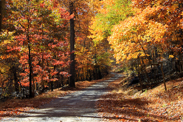 A road that curves to the right bordered by colorful fall trees.