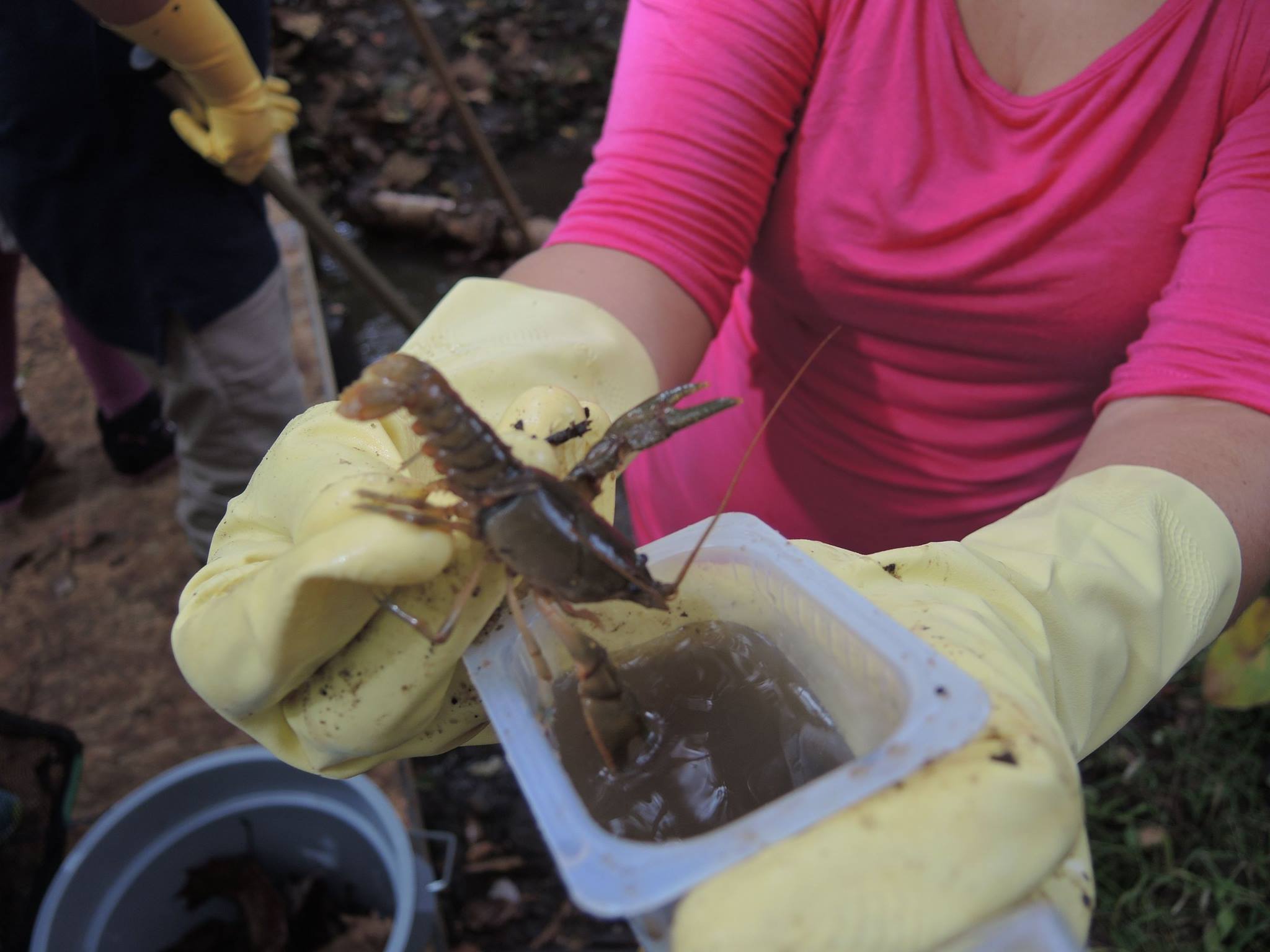 A student with gloves on holds up a crayfish.