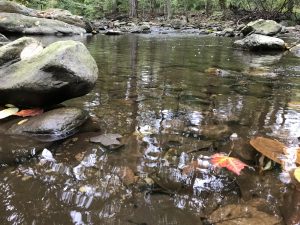 Shallow creek with rocks on either side and autumn leaves floating in the water. 