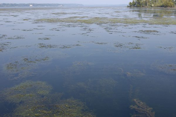 Aquatic grasses, also known as submerged aquatic vegetation (SAV), are seen floating below and on the surface of the Potomac River.