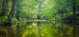 A calm stream surrounded by trees at Little Bennett Regional Park. 