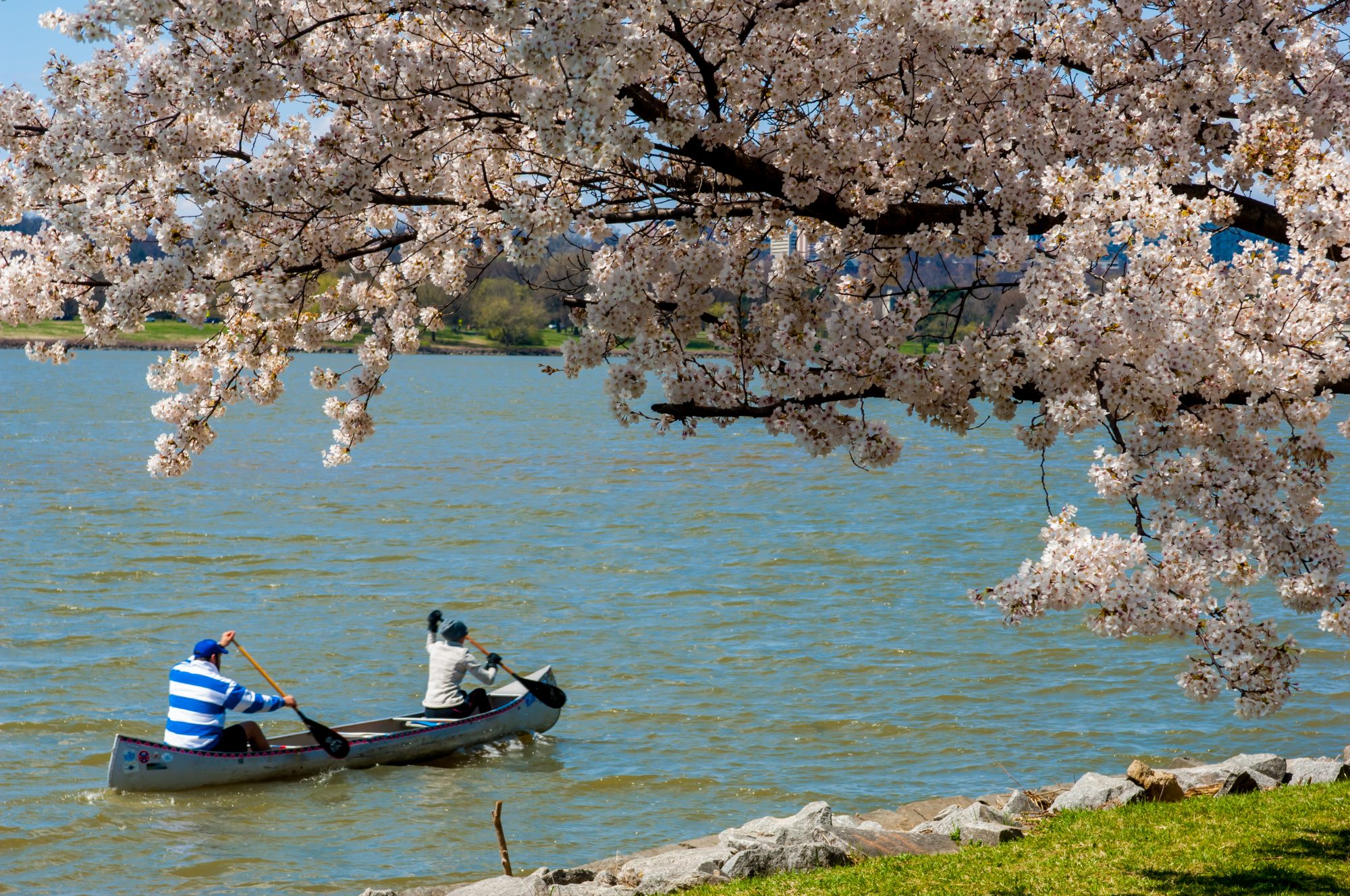 Two people rowing a canoe in the Potomac River. A tree full of cherry blossoms is along the shore.