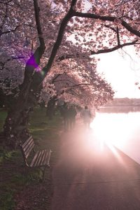 Sunrise at the Tidal Basin, Washington, D.C. 