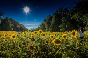 Sunflowers blooming under a clear sky