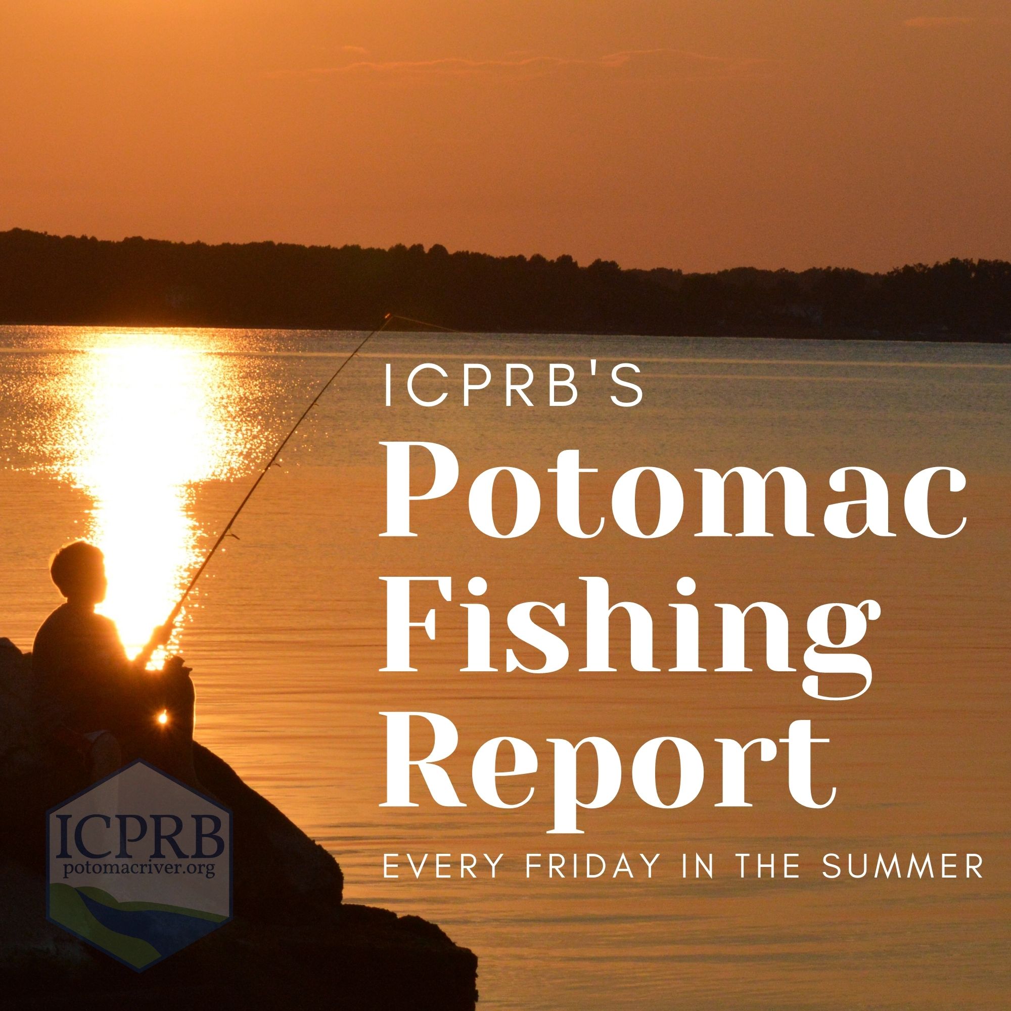 Potomac river fishing report store