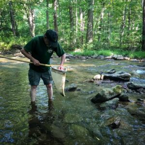 Man checks a D-net for benthic macroinvertebrates in a stream.