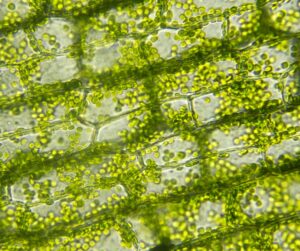 Microscopic view of chlorophyll.