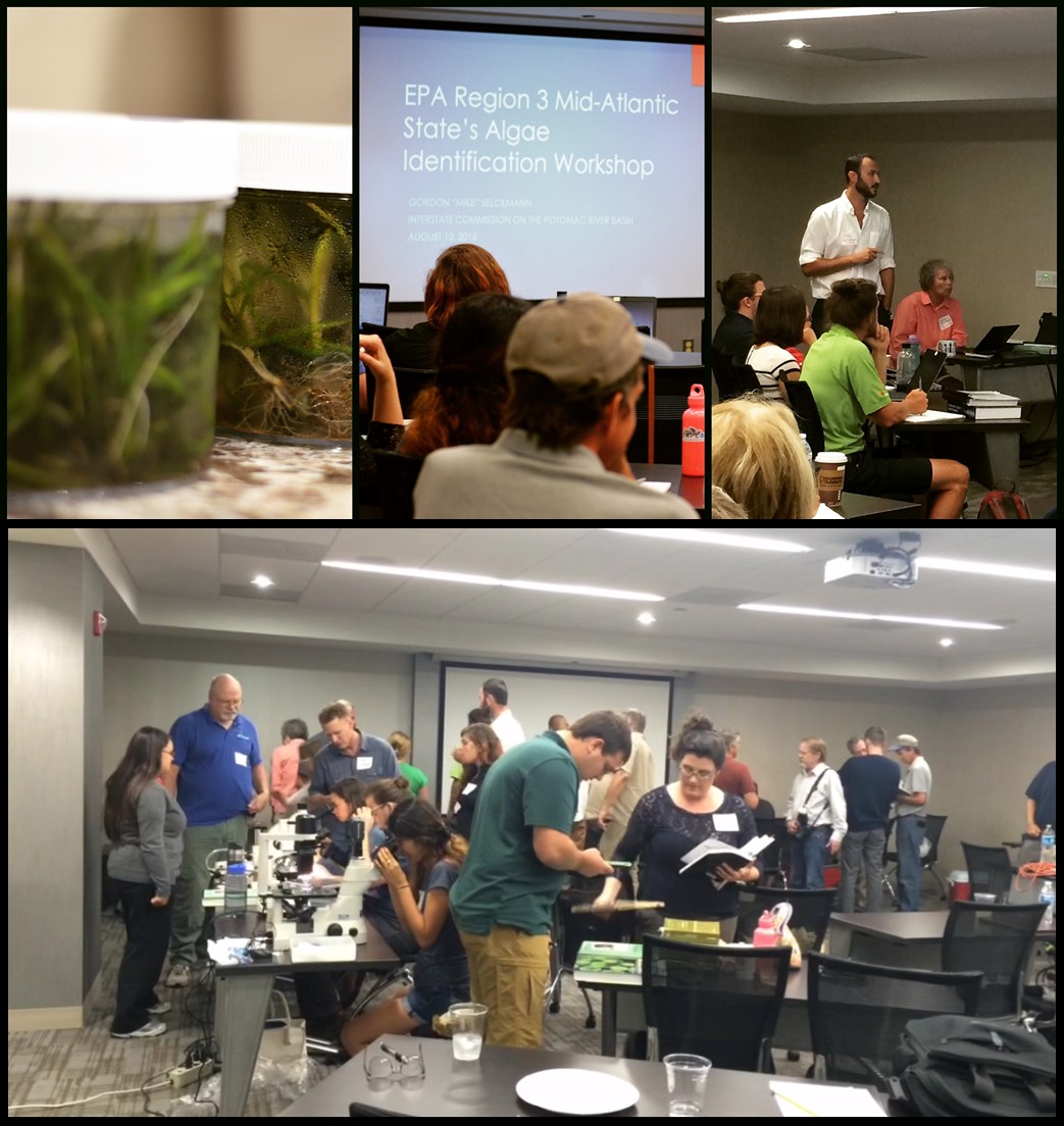 A compilation of several pictures showing people in a meeting room, watching a presentation, looking at microscopes, and examples of algae.
