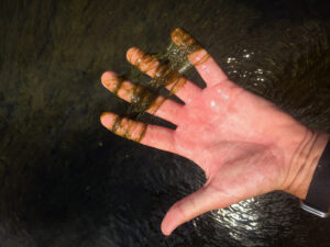 A hand holding strings of filamentous algae. Algae is seen in the water behind the hand. 