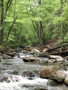 Stream with trees on either side.