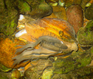 A mussel at the bottom of a stream. 