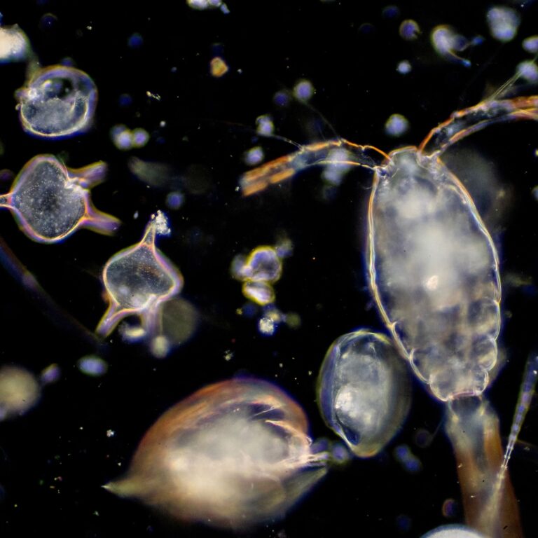 Plankton in water.