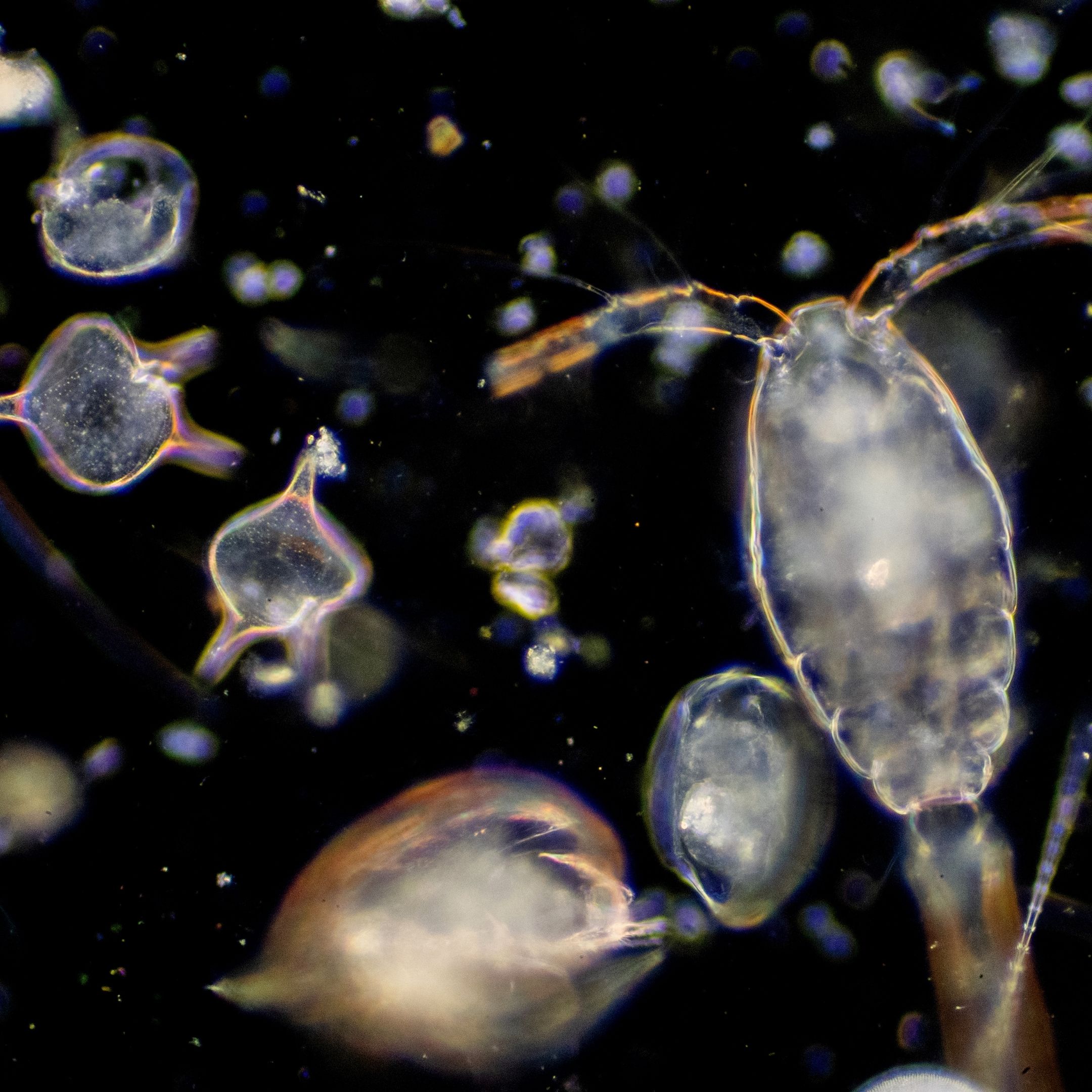 freshwater phytoplankton