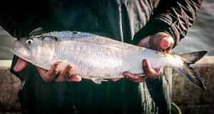 Man holding an American shad fish.