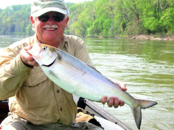 Man holds a large American shad fish in the Potomac River.